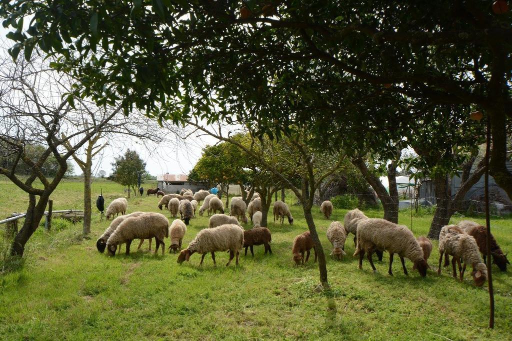 Agriturismo Terra Di Elea Azienda Agricola Di Raimondo Michela 阿谢亚 外观 照片